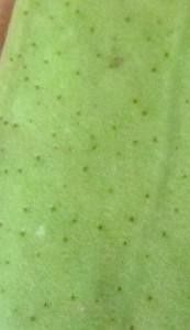 Anthurium durandii other