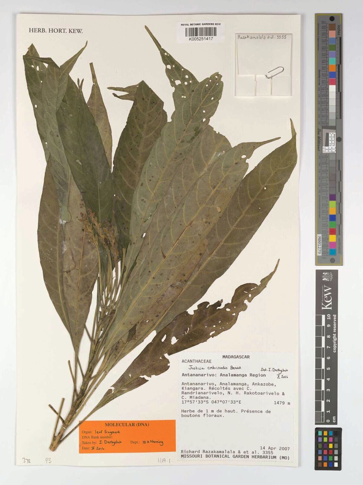 Justicia crebrinodis — houseplant care guide