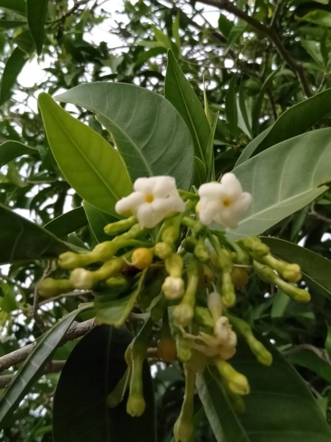 Tabernaemontana macrocarpa flower