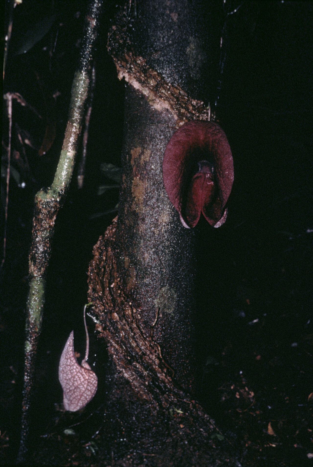 Aristolochia stahelii — search result for 'Aristolochia'