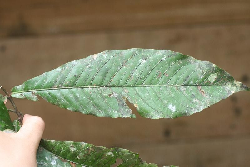 Quiina guianensis — related species from the same genus