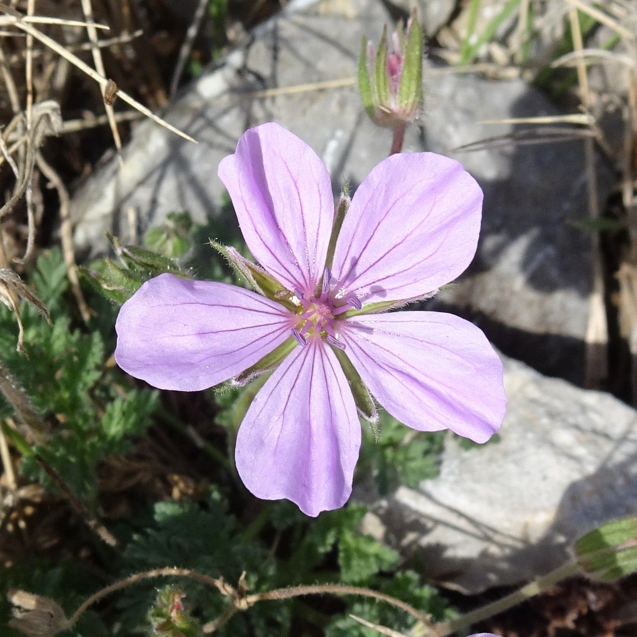 Erodium foetidum flower