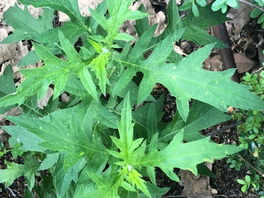 Echinops bannaticus leaf