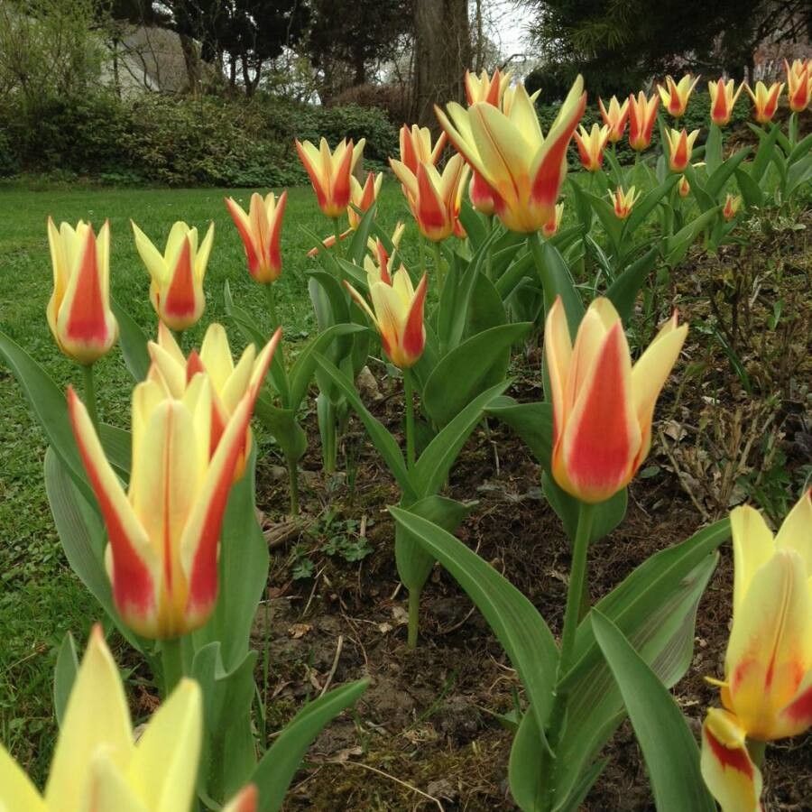 Tulipa kaufmanniana habit