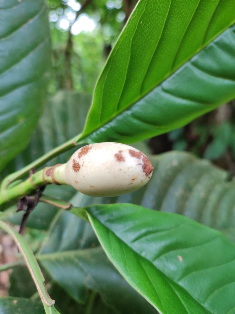 Magnolia wetteri other