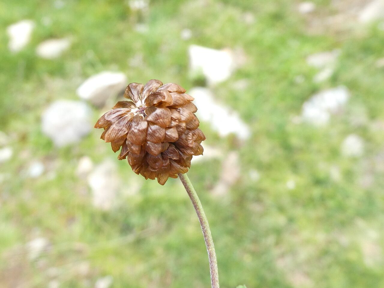 Trifolium spadiceum fruit