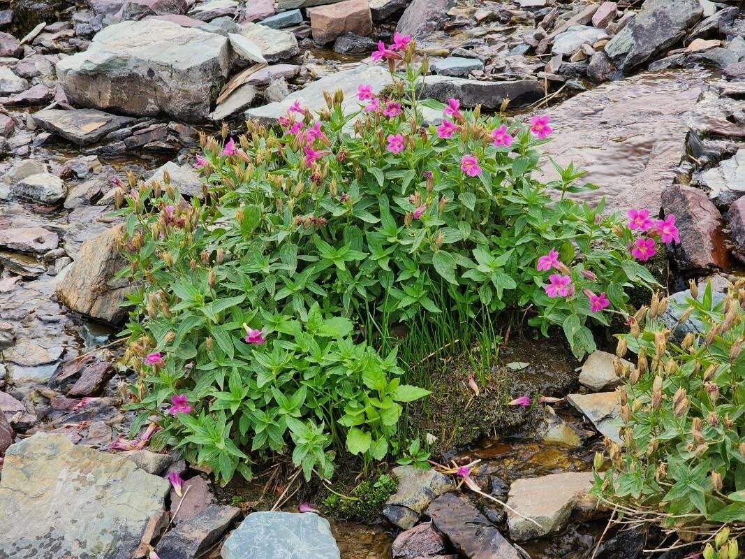 Mimulus lewisii leaf