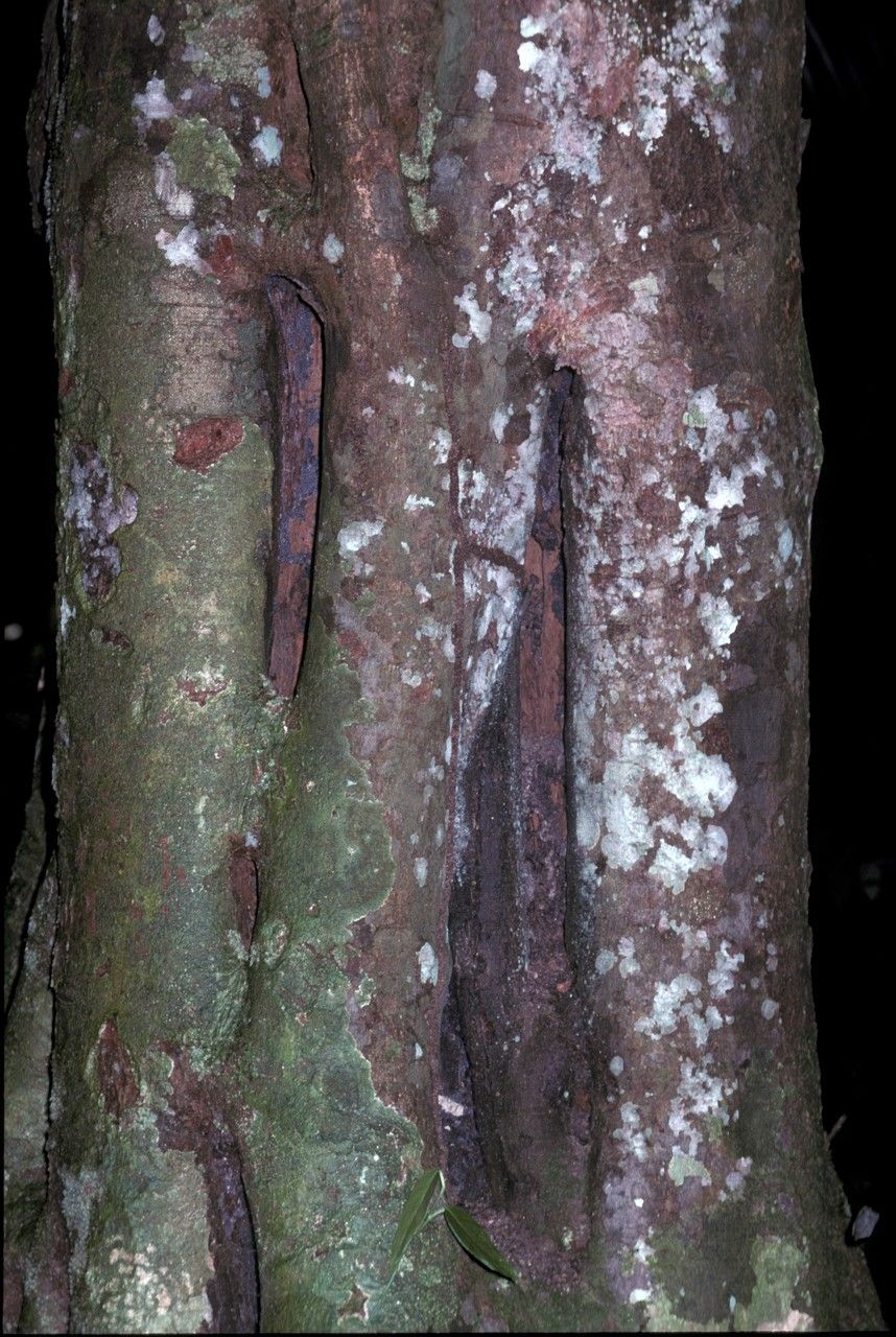 Vouacapoua americana bark