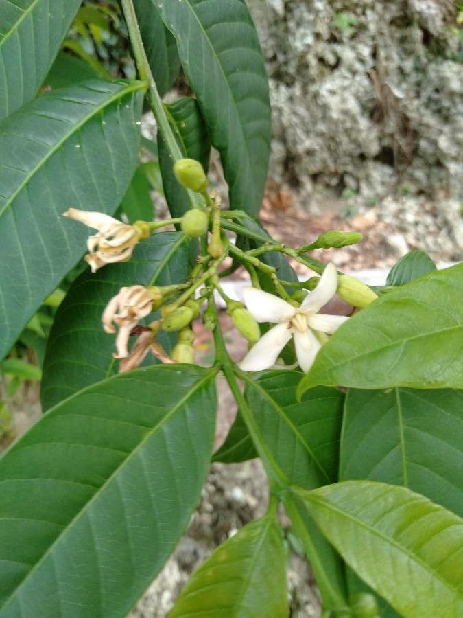 Wrightia candollei flower