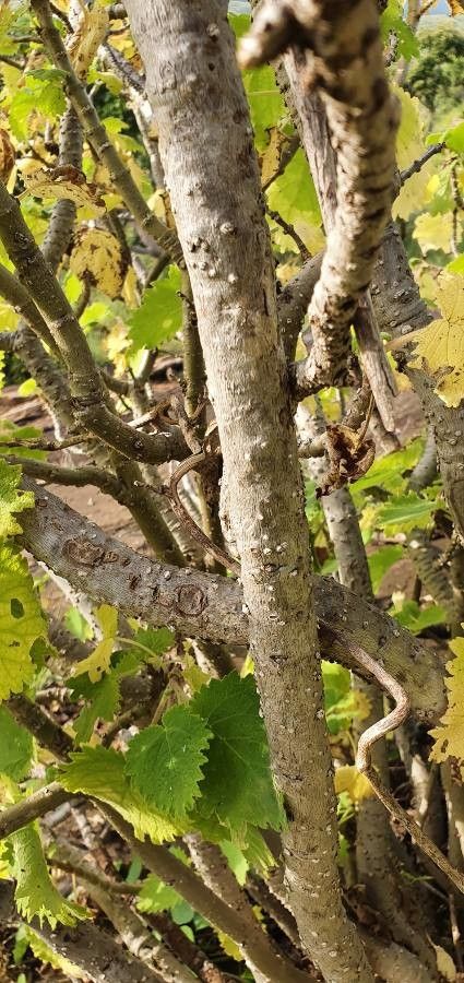 Tetradenia urticifolia bark