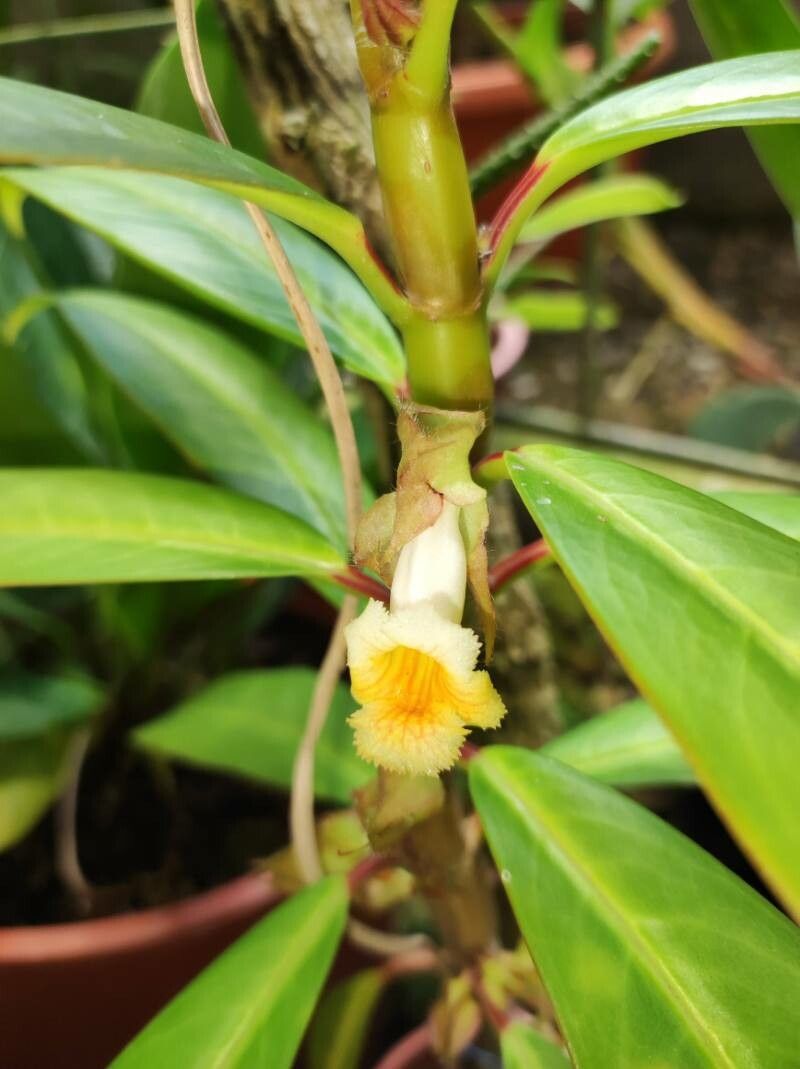 Drymonia uninerva — houseplant care guide