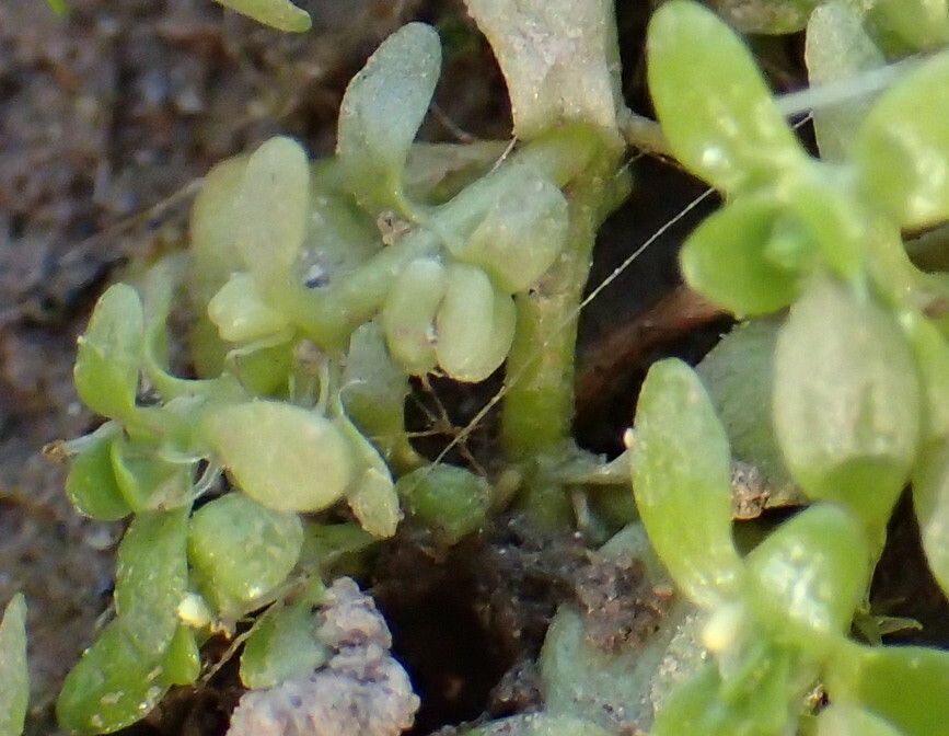 Callitriche stagnalis fruit