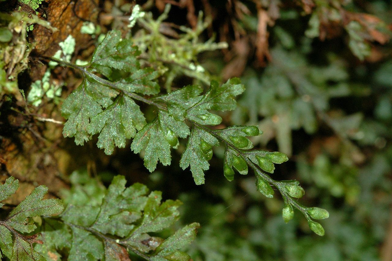 Hymenophyllum holochilum habit