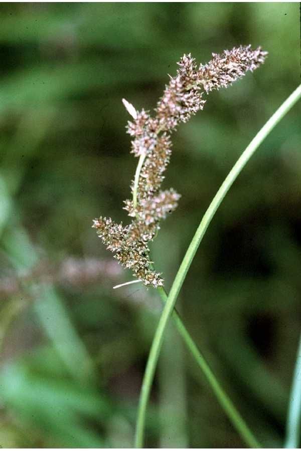 Carex decomposita — search result for 'Carex'