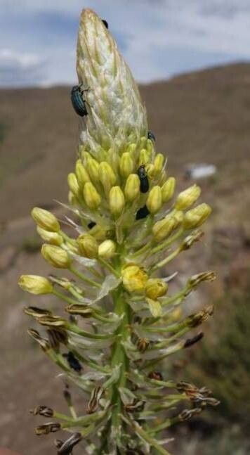 Bulbine narcissifolia flower