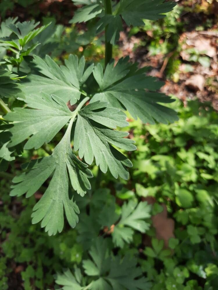 Corydalis nobilis — search result for 'Kazakhstan'