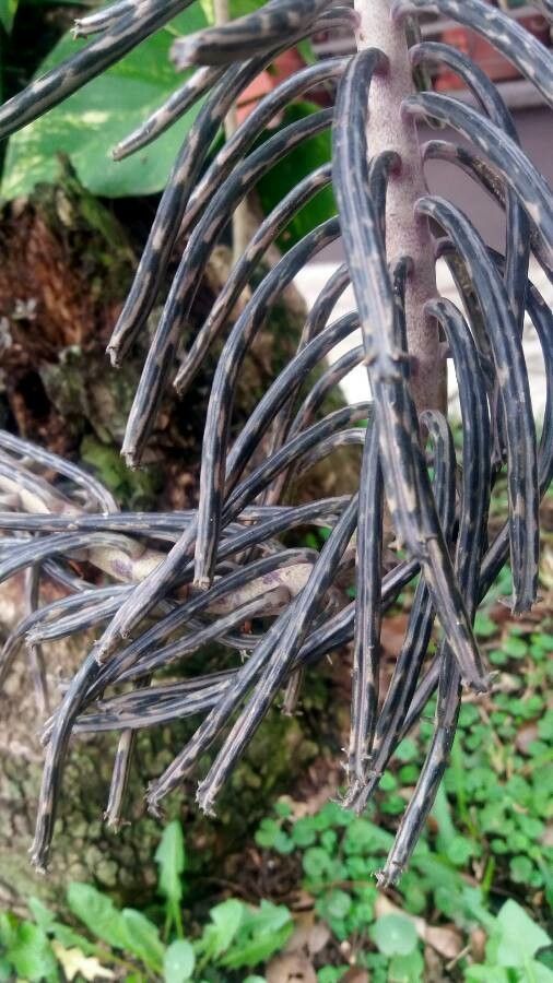 Bryophyllum delagoense bark