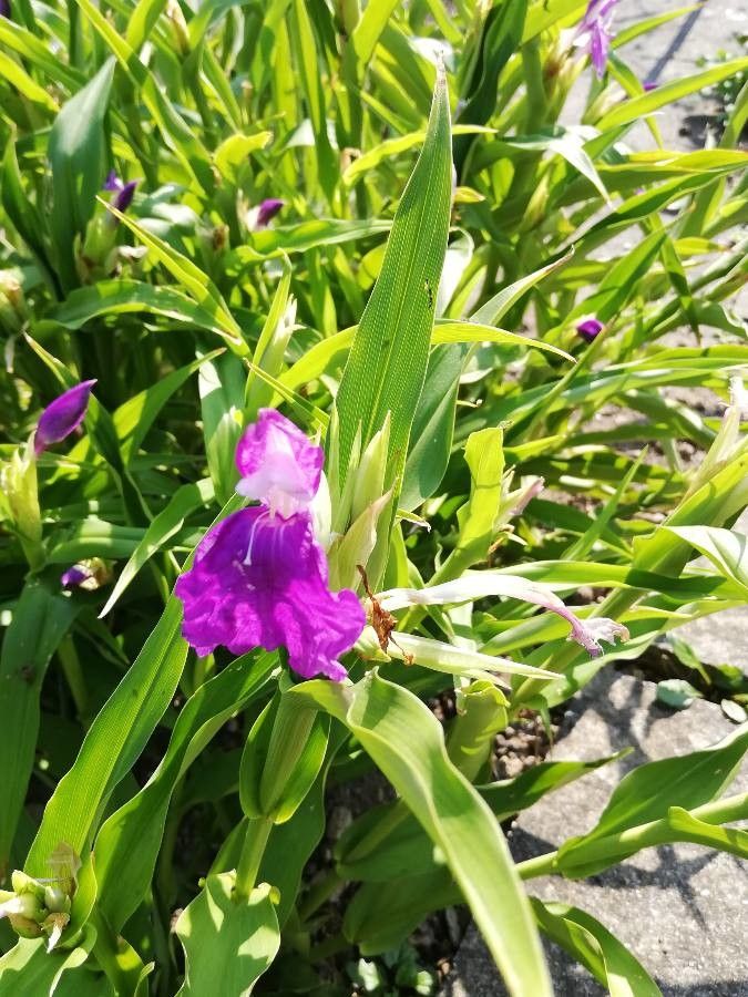 Roscoea purpurea leaf