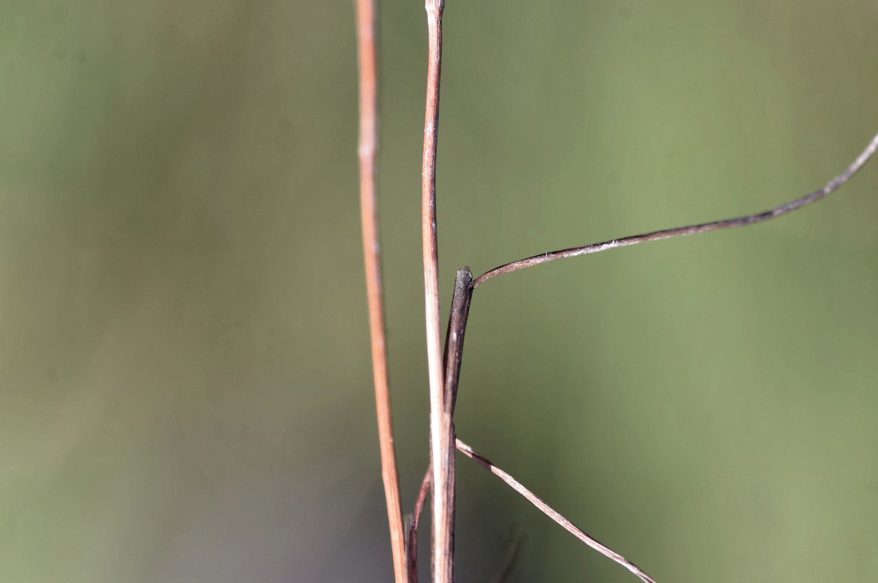 Juncus tenageia bark