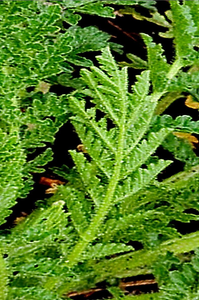 Descurainia incisa — search result for 'Descurainia'