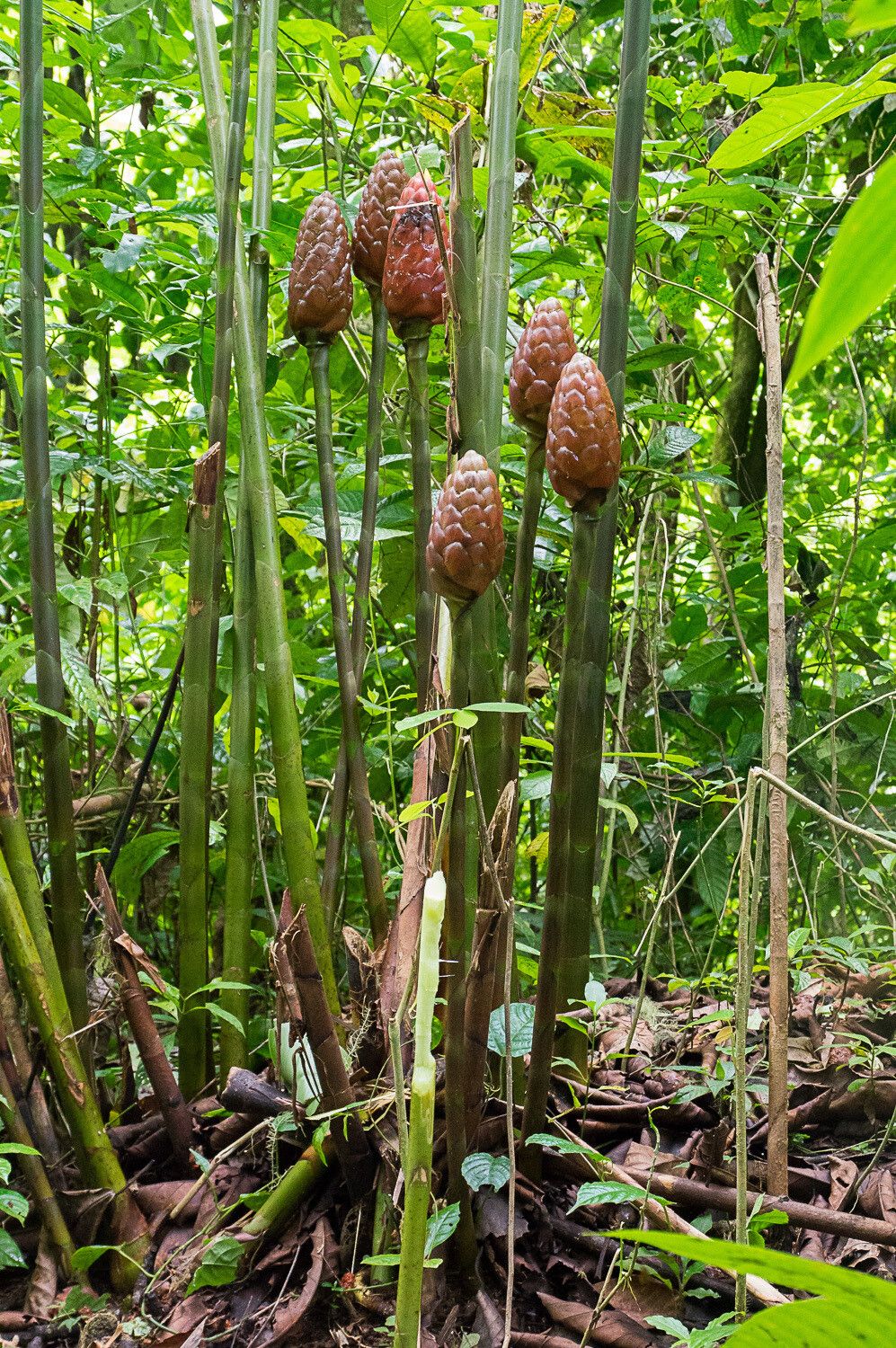 Costus giganteus habit