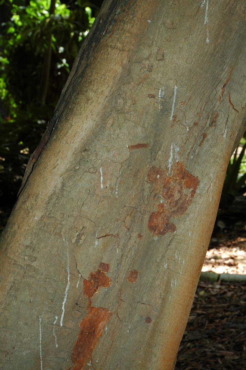 Brosimum alicastrum bark