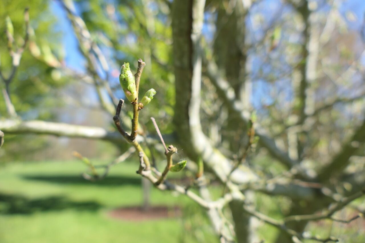 Crataegus × lavallei leaf