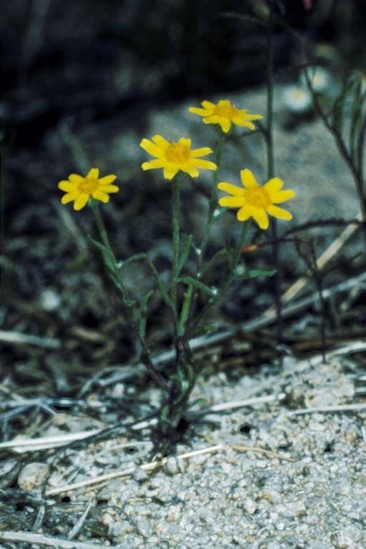 Eriophyllum ambiguum — related species from the same genus