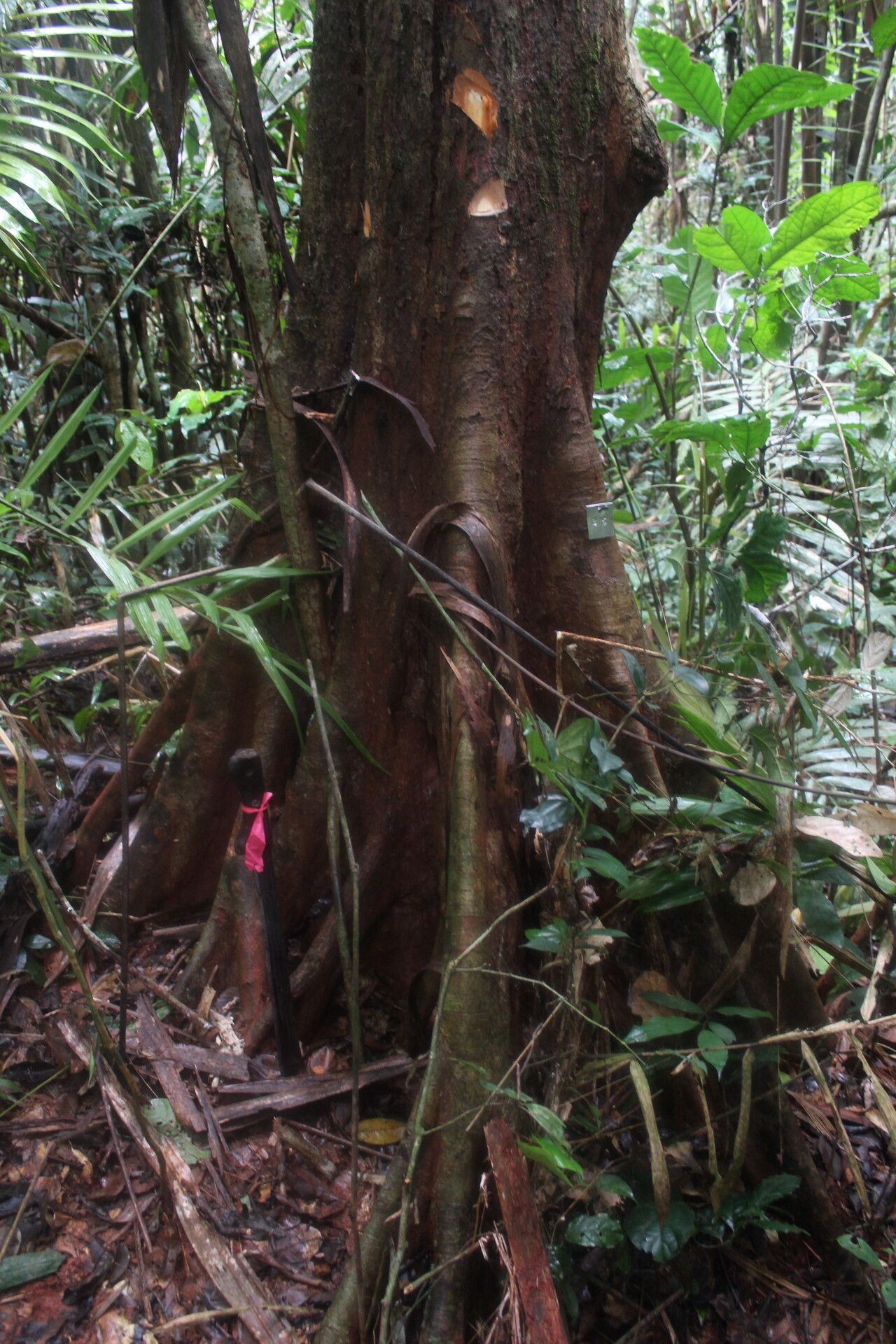 Xylopia staudtii bark