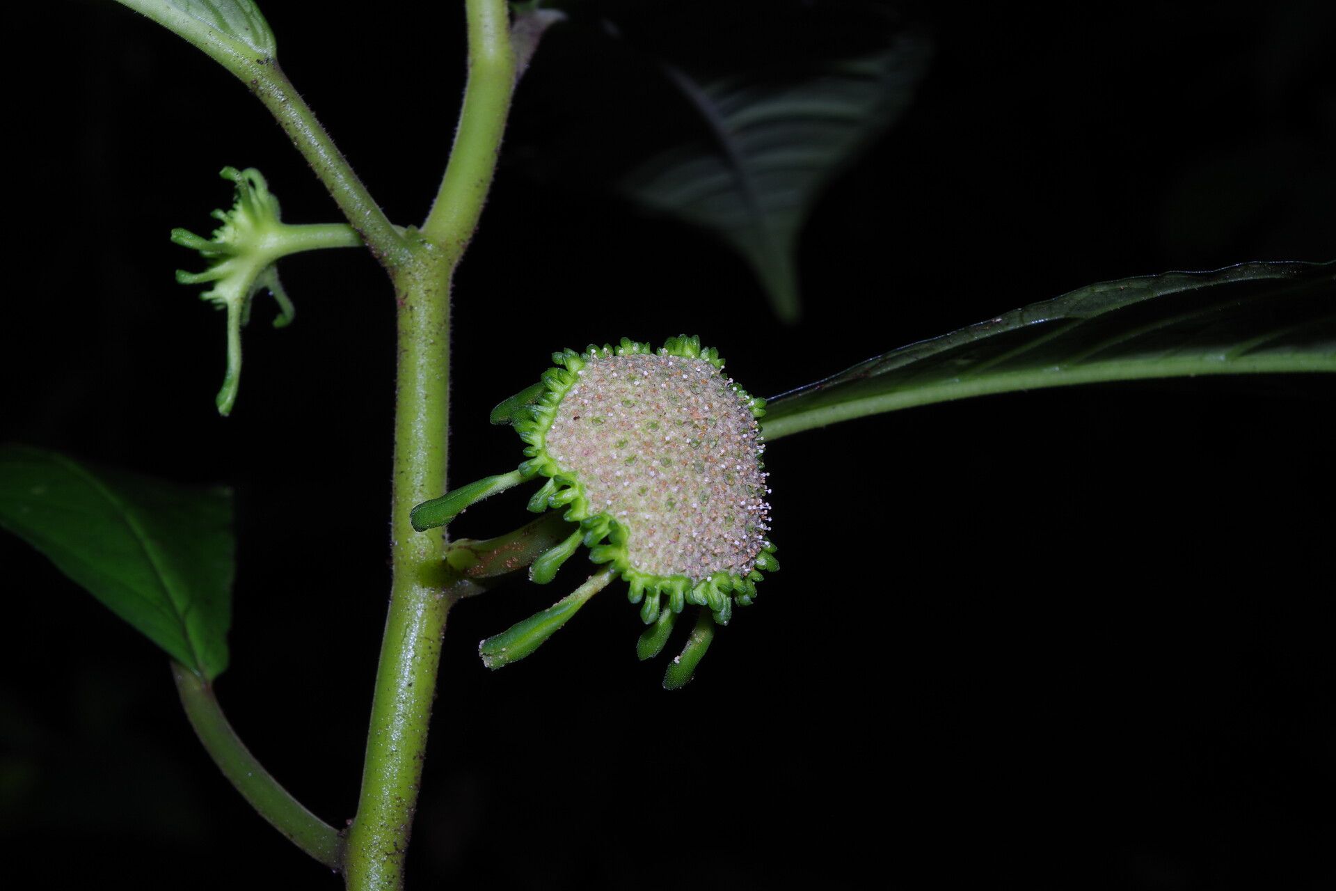 Dorstenia ciliata flower