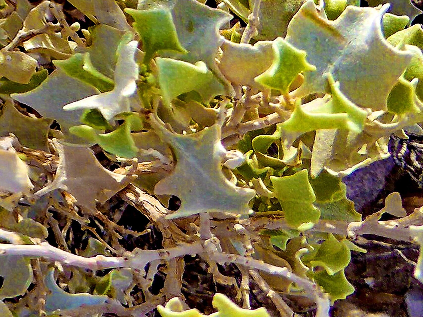 Atriplex hymenelytra — search result for 'Atriplex'