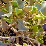 Atriplex hymenelytra