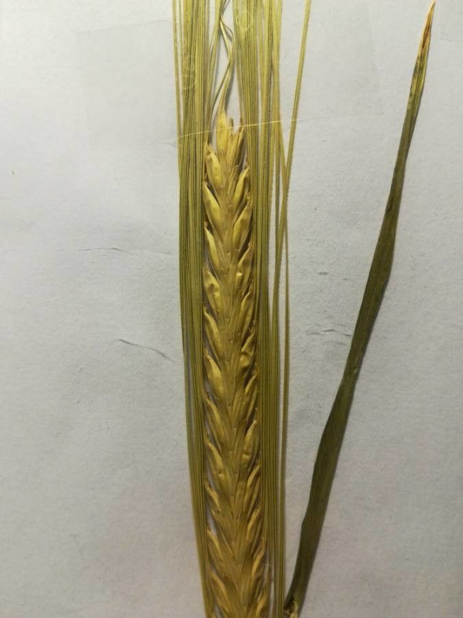 Triticum monococcum — related species from the same genus