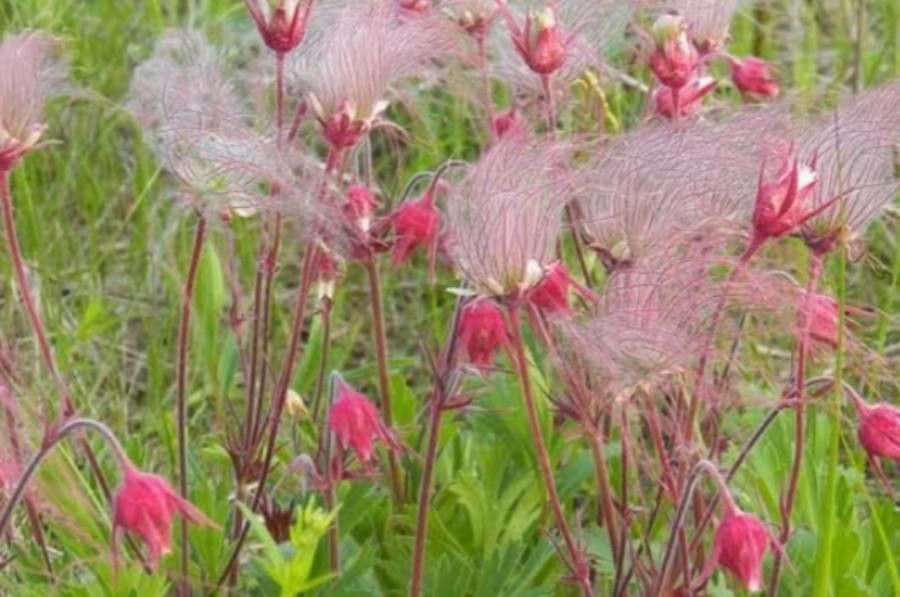 Geum triflorum flower