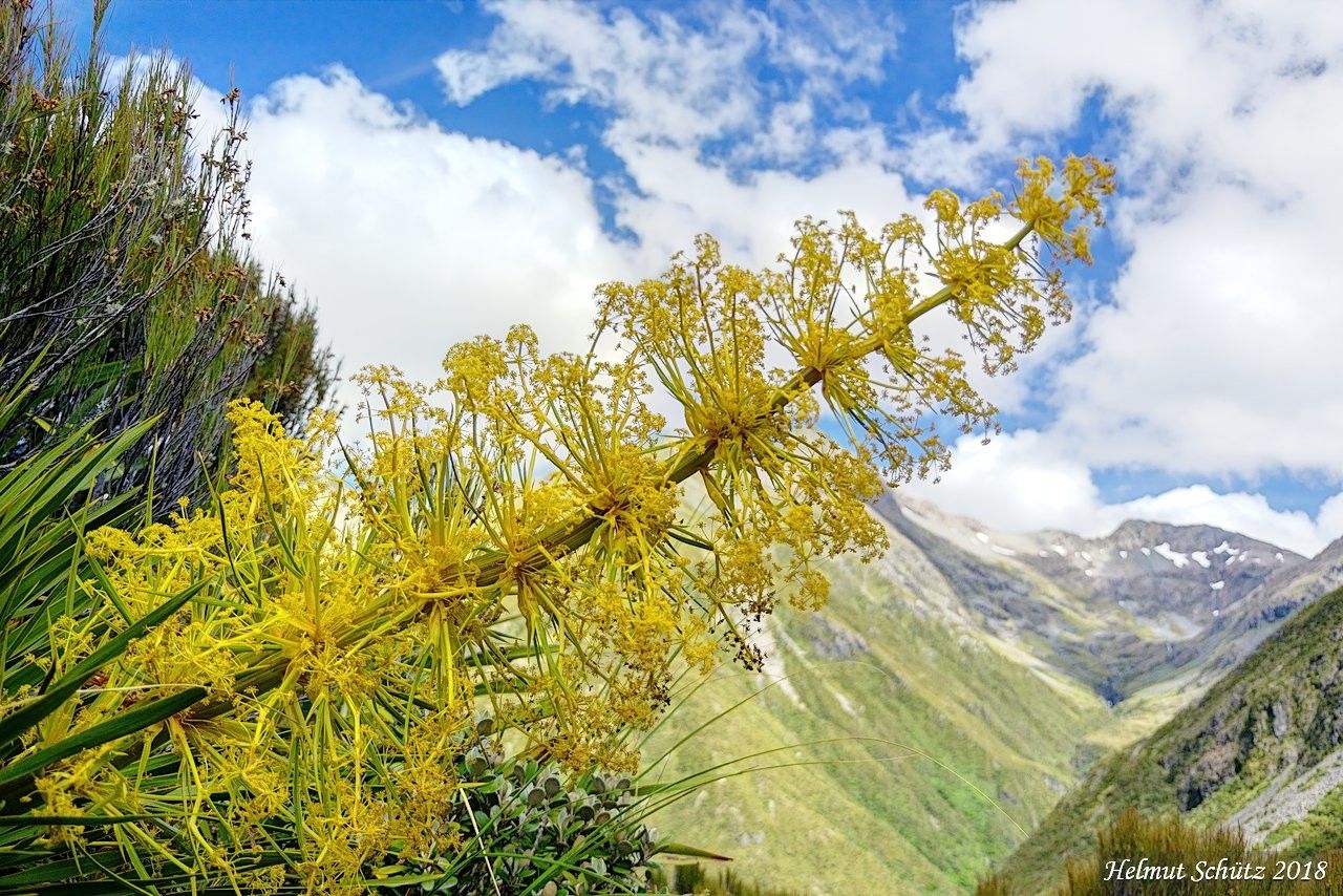 Aciphylla ferox — related species from the same genus