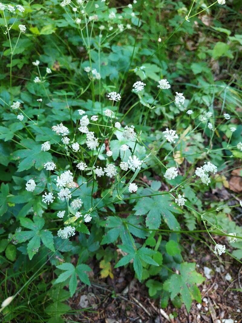 Astrantia carniolica flower