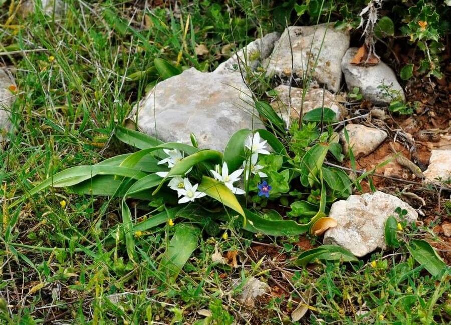 Ornithogalum atticum — related species from the same genus