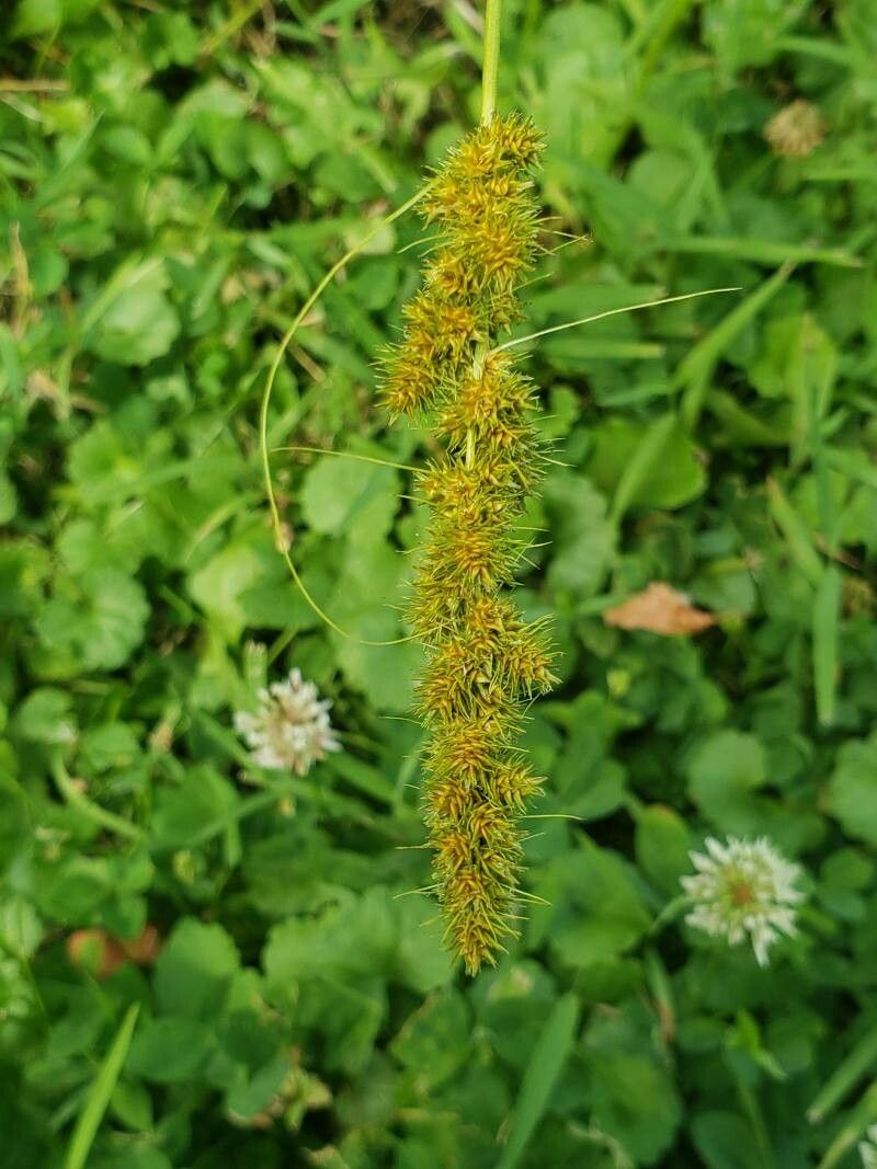 Carex vulpinoidea fruit