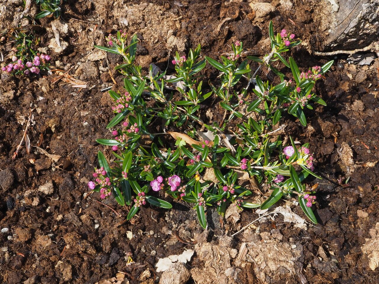 Kalmia polifolia habit