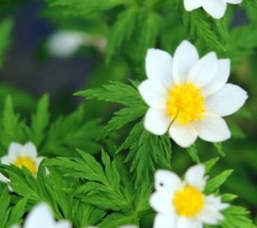 Adonis davidi — related species from the same genus