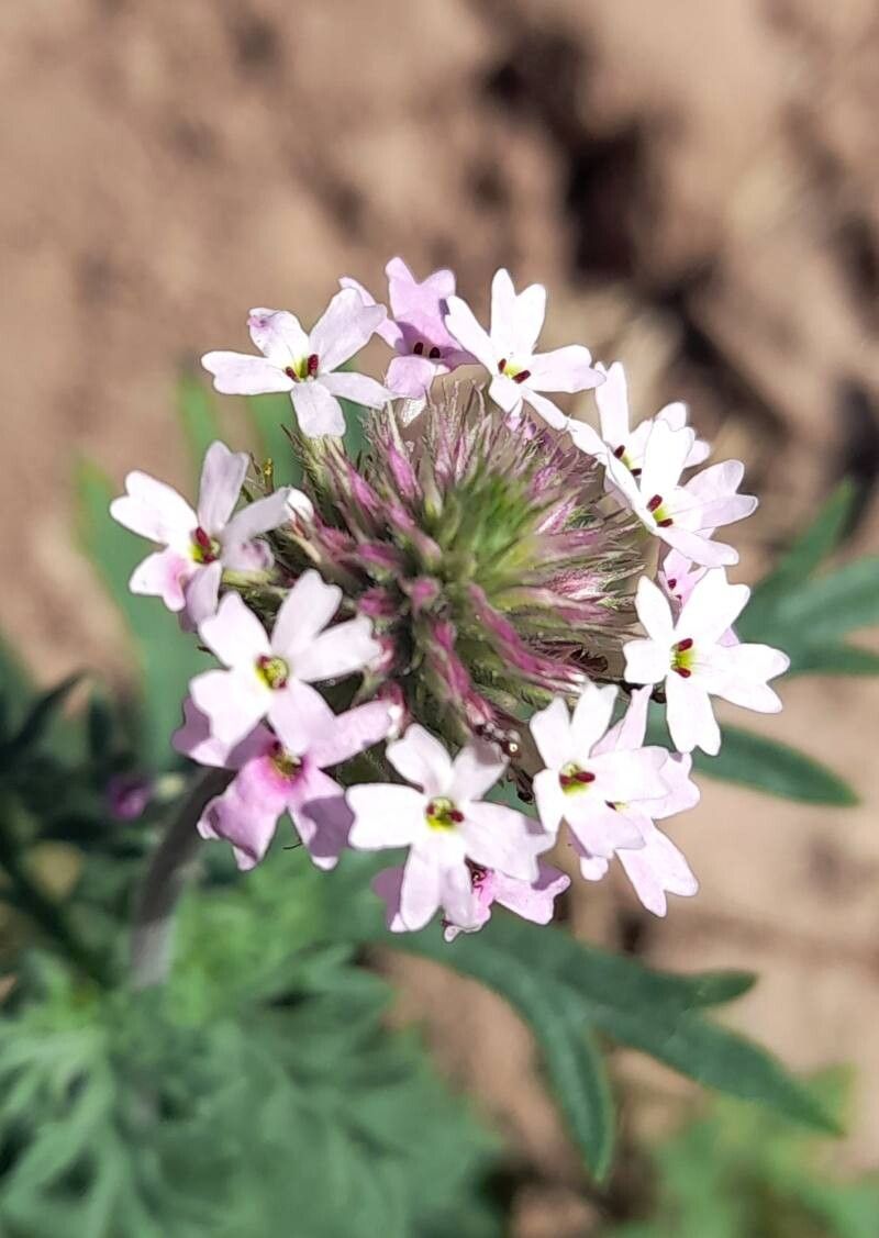 Verbena cabrerae flower