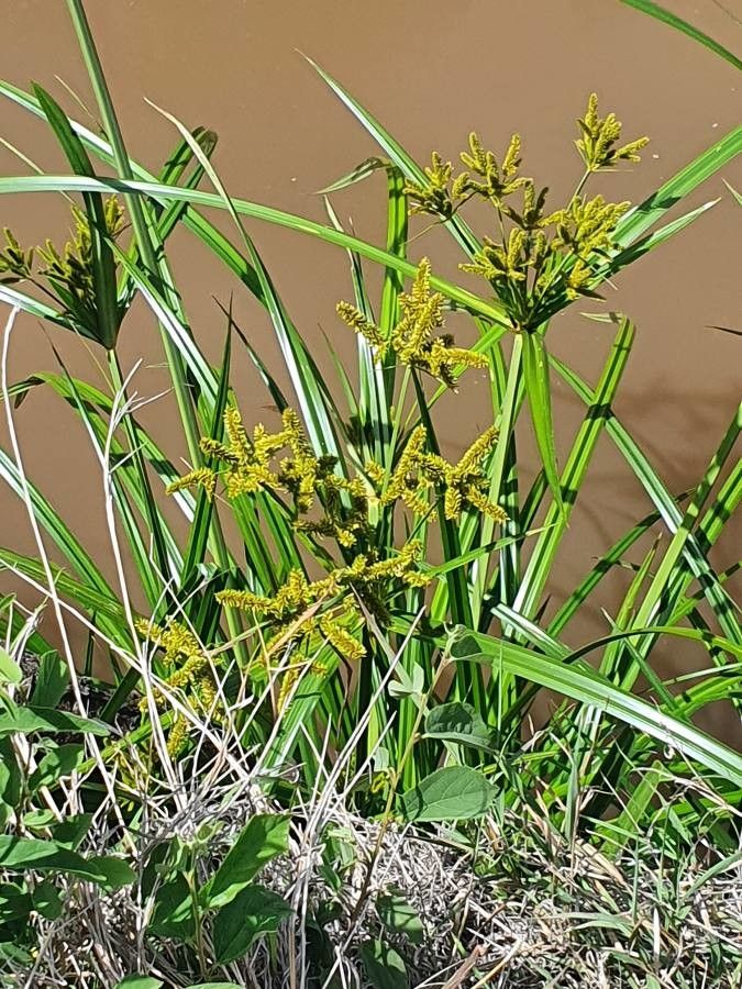 Cyperus dives flower