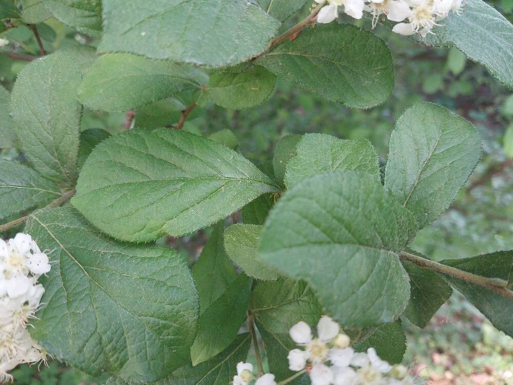 Pourthiaea villosa — search result for 'Photinia'
