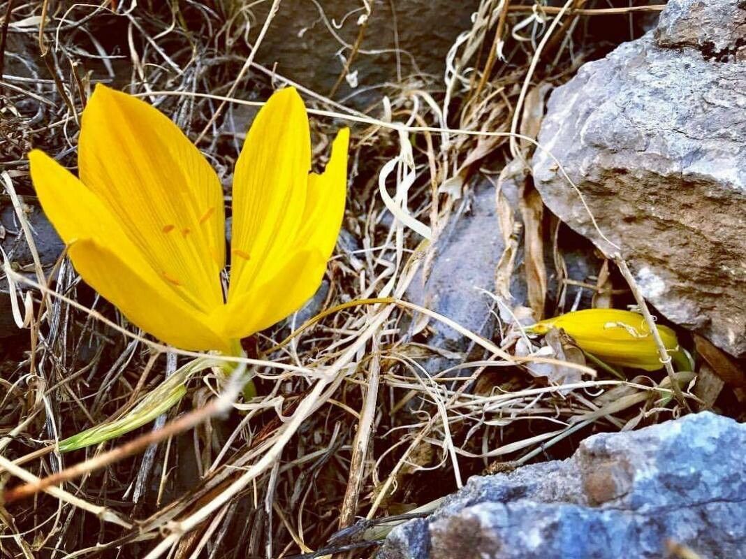 Sternbergia clusiana — related species from the same genus