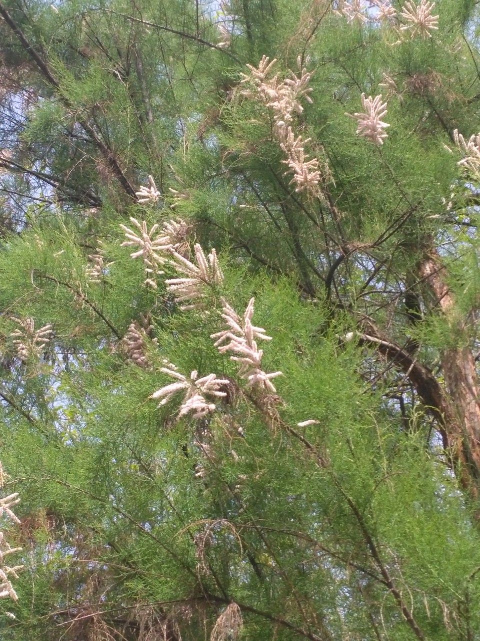 Tamarix chinensis flower