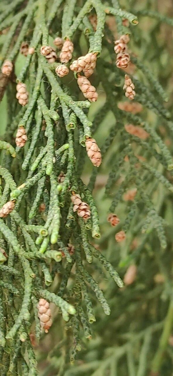 Cupressus dupreziana flower