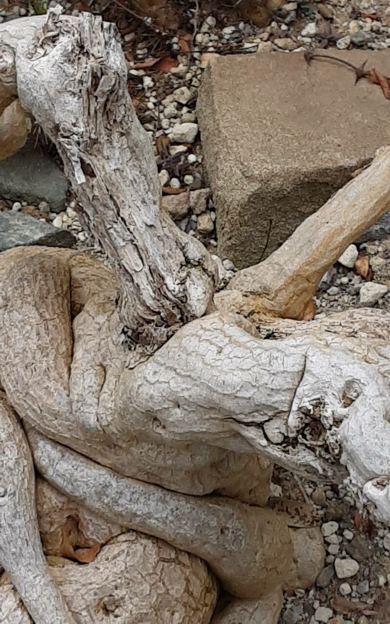 Ipomoea platensis bark