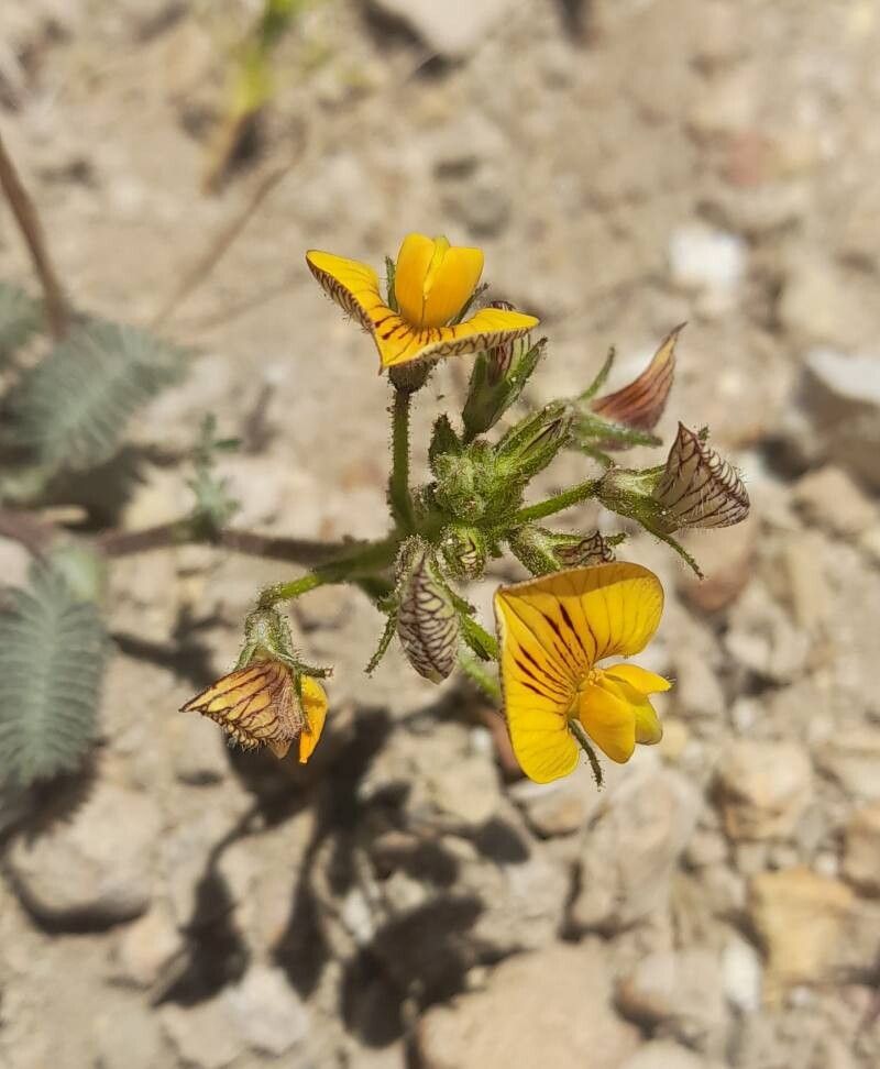 Adesmia corymbosa flower