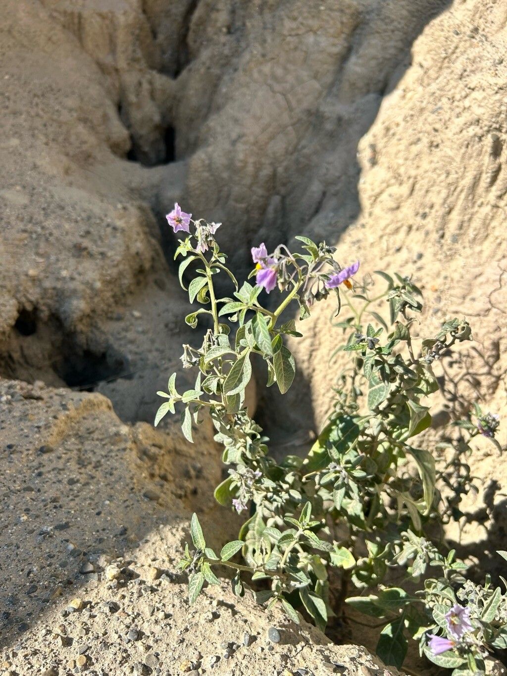 Solanum interandinum leaf
