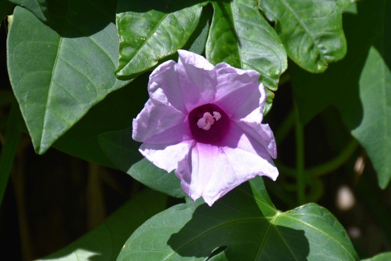 Ipomoea mauritiana flower